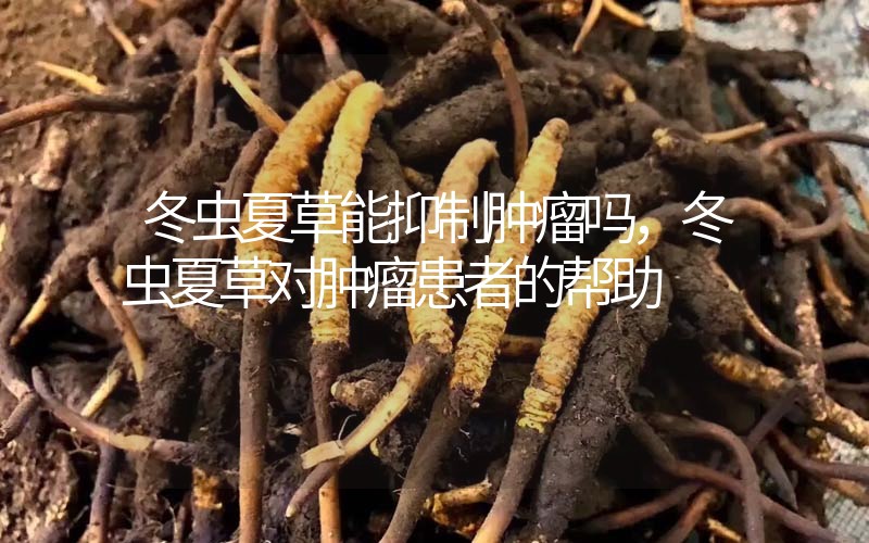 冬蟲夏草能抑制腫瘤嗎？冬蟲夏草對腫瘤患者的幫助