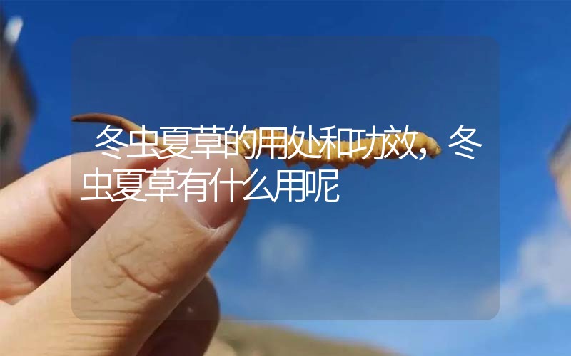 冬蟲夏草的用處和用法，冬蟲夏草有什么用呢