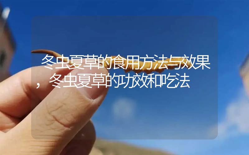 冬蟲夏草的食用方法與效果，冬蟲夏草的食用方法！