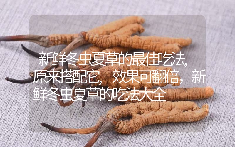 新鮮冬蟲夏草的最佳吃法,原來(lái)搭配它,效果可翻倍，新鮮冬蟲夏草的吃法大全