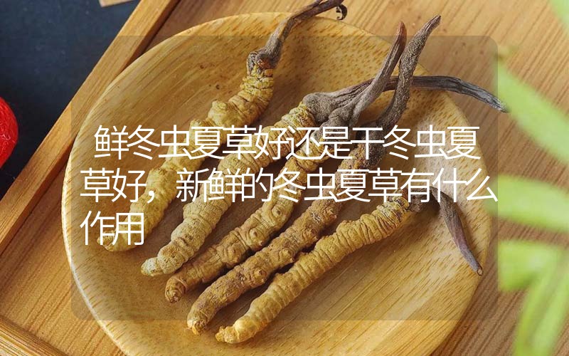 鮮冬蟲夏草好還是干冬蟲夏草好，新鮮的冬蟲夏草有什么作用