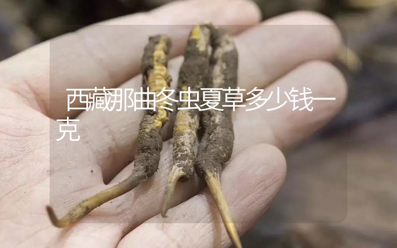 西藏那曲冬蟲夏草多少錢一克？
