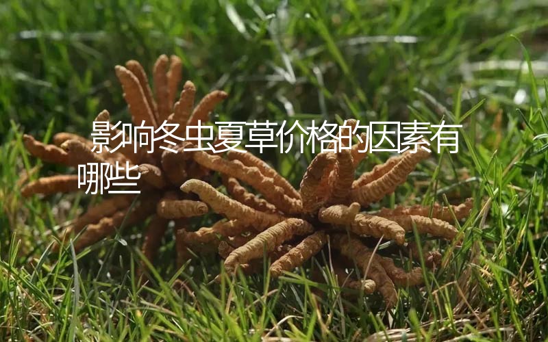 影響冬蟲夏草價格的因素有哪些？