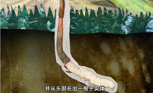冬蟲夏草到底是蟲還是草？你猜到了嗎？