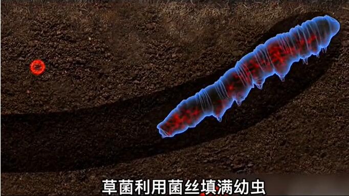 神奇的冬蟲夏草為什么能從蟲子變成草？它到底是怎么形成的呢？