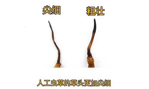 人工蟲(chóng)草和野生蟲(chóng)草如何分辨？人工冬蟲(chóng)夏草怎么鑒別