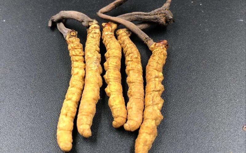 影響冬蟲夏草的價(jià)格因素有哪些？