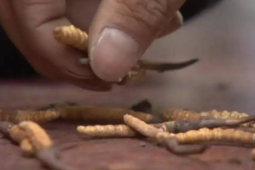 買(mǎi)冬蟲(chóng)夏草