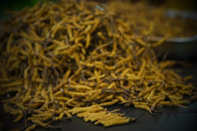新鮮蟲(chóng)草和干蟲(chóng)草的區(qū)別，冬蟲(chóng)夏草是新鮮的好還是曬干的好？