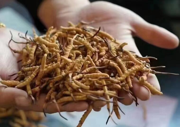 新鮮冬蟲(chóng)夏草怎么洗最好？新鮮冬蟲(chóng)夏草怎么清洗？