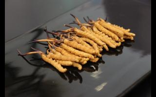 不合格的冬蟲夏草有哪些？