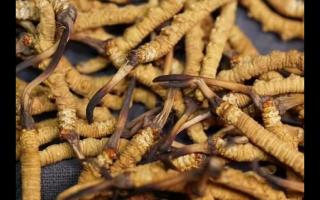 對(duì)冬蟲(chóng)夏草認(rèn)識(shí)與食用上的誤區(qū)？