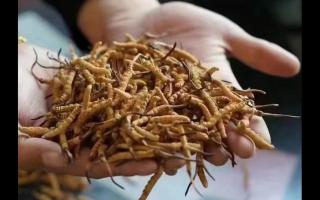 新鮮冬蟲夏草怎么吃？
