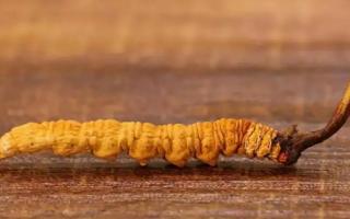 冬蟲(chóng)夏草斷草是如何形成的？