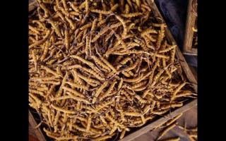 高海拔冬蟲(chóng)夏草上市！新鮮采摘，品質(zhì)保證！