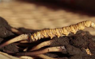 冬蟲夏草知識普及，讓您買到優(yōu)質的蟲草