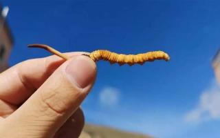 低海拔的冬蟲夏草品質(zhì)怎么樣？