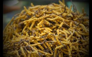 在哪個季節(jié)購買冬蟲夏草比較好！