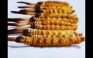 正宗高品質(zhì)冬蟲夏草怎么辨別？