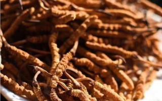 純正冬蟲夏草的細(xì)節(jié)之處！