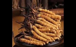 冬蟲夏草簡介：來源、分類和特點！