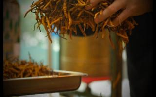 冬蟲夏草的形成過程，大自然太神奇了！