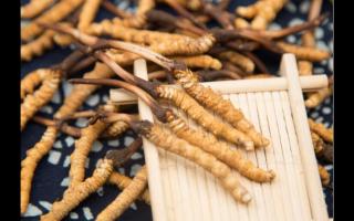 新鮮的冬蟲夏草應(yīng)如何保存不會(huì)變質(zhì)？
