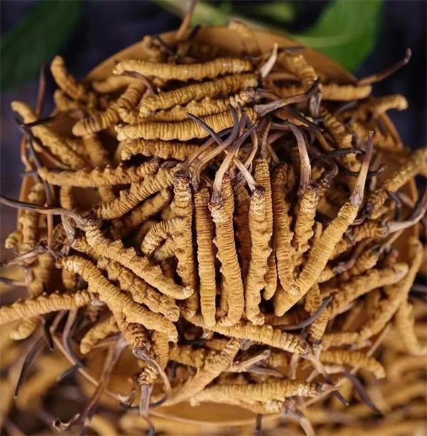 冬蟲(chóng)夏草和西瓜子可以一起食用。冬蟲(chóng)夏草被認(rèn)為具有滋陰補(bǔ)腎、益氣養(yǎng)血的作用，而西瓜子富含蛋白質(zhì)、脂肪、維生素B、鎂等營(yíng)養(yǎng)物質(zhì)，有助于促進(jìn)消化、補(bǔ)充能量等。