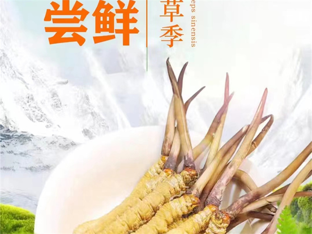 冬蟲夏草可以嫁接嗎？冬蟲夏草的形成過程極為特殊和復雜