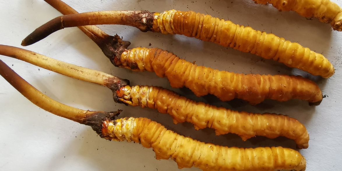 冬蟲夏草泡酒最佳配方：滋補養(yǎng)生，強身健體