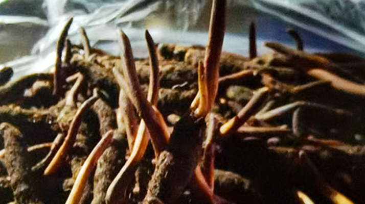 吃鮮的冬蟲夏草會(huì)上火嗎？一文說(shuō)清