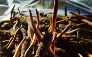 吃鮮的冬蟲夏草會(huì)上火嗎？一文說(shuō)清