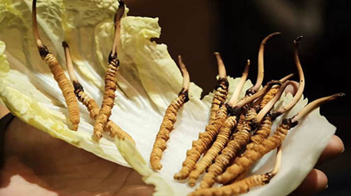 冬蟲夏草：干草與鮮草的終極對比，哪種更適合你？