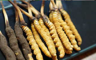 冬蟲(chóng)夏草鮮草吃多久？科學(xué)食用周期與效果解析