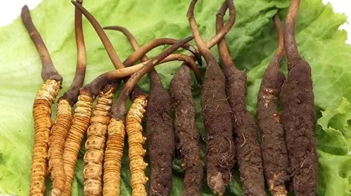 到哪里買新鮮的冬蟲(chóng)夏草？三步辨真?zhèn)?，四大渠道安心?gòu)