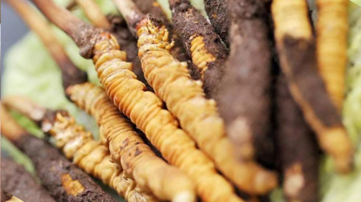 冬蟲夏草：干品與鮮品，誰更勝一籌？