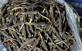 冬蟲夏草可以吃鮮的嗎？一文為你揭秘
