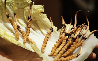 冬蟲夏草：鮮草與干草誰更勝一籌？