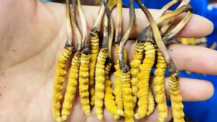 鮮冬蟲(chóng)夏草出水怎么辦？實(shí)用處理指南