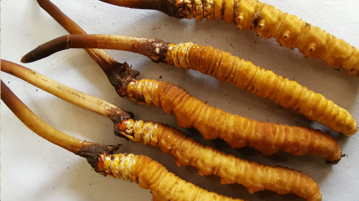 鮮冬蟲夏草常溫能放多久？一文讀懂保存秘籍