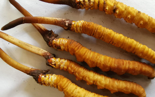 鮮冬蟲夏草常溫能放多久？一文讀懂保存秘籍