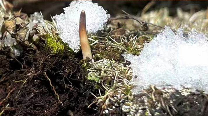 探秘雪域珍寶：最大的新鮮<a href=http://www.sprysprout.com/ target=_blank class=infotextkey><a href=http://www.sprysprout.com/s/nqcc/ target=_blank class=infotextkey>那曲冬蟲夏草</a></a>