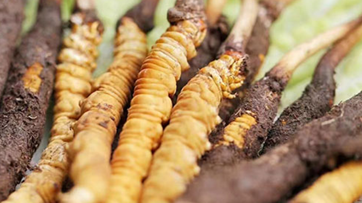 探秘冬蟲夏草鮮草的優(yōu)質(zhì)產(chǎn)地：哪里的才是上佳之選