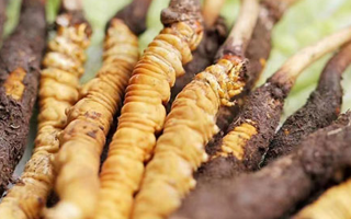 探秘冬蟲夏草鮮草的優(yōu)質(zhì)產(chǎn)地：哪里的才是上佳之選