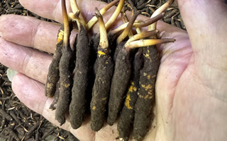 3000 條蟲草一克是幾只？深入解析蟲草規(guī)格與重量關(guān)系? ? ? ?