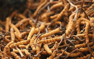 冬蟲夏草有什么好處？解密天然滋補(bǔ)品的多重健康價(jià)值