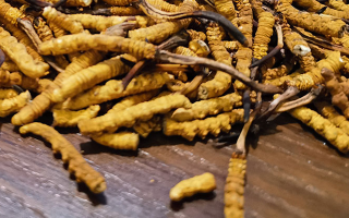 天然冬蟲夏草多少錢一克？