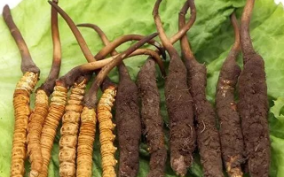吃新鮮冬蟲夏草后拉肚子？原因與應(yīng)對(duì)方法解析