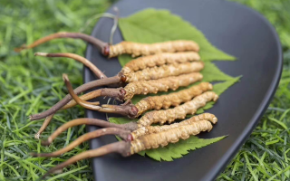 新鮮松茸冬蟲(chóng)夏草怎么吃？滋補(bǔ)雙珍的美味搭配指南