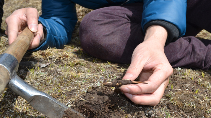 怎樣鑒別<a href=http://www.sprysprout.com/tag/6.html target=_blank class=infotextkey>冬蟲夏草的產(chǎn)地</a>